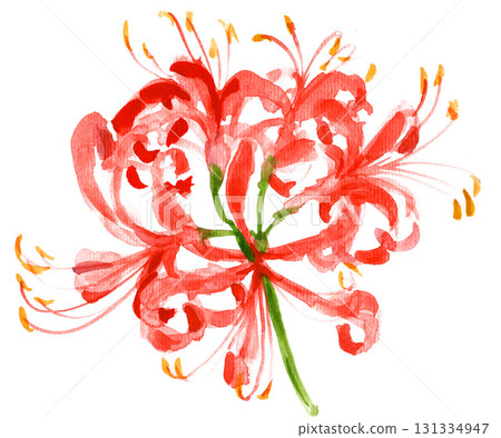 Watercolor red spider lily 25928pix7 Watercolor red spider lily 25928pix7 131334947