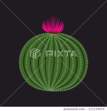 Cartoon succulent cactus with blooming pink flower, flat vector illustration isolated on black background. Desert spiky plant with blossoming flower. Wild nature botany. 131334974
