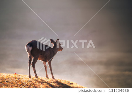 Deer in Nara Park, autumn leaves season, beautiful autumn sunlight Deer in Nara Park, autumn leaves season, beautiful autumn sunlight 131334986
