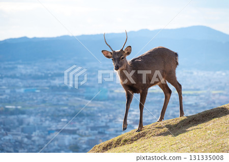 Nara Park, deer on Mount Wakakusa, and the city view from the summit 131335008