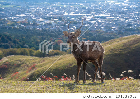 奈良公園、若草山上的鹿以及山頂的城市景觀 奈良公園、若草山上的鹿以及山頂的城市景觀 131335012