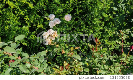 Roses in autumn. Beautiful botanical shot, natural wallpaper. 131335058