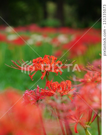 紅花彼岸花的美景 131335073