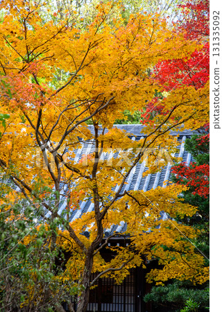 Shinzenkoji, a sub-temple of Sennyuji Temple, surrounded by autumn leaves Shinzenkoji, a sub-temple of Sennyuji Temple, surrounded by autumn leaves 131335092