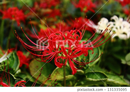2025年9月下旬鷺宮站附近盛開的蜘蛛百合(3) 2025年9月下旬鷺宮站附近盛開的蜘蛛百合(3) 131335095