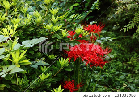 2025年9月下旬鷺宮站附近盛開的蜘蛛百合(4) 2025年9月下旬鷺宮站附近盛開的蜘蛛百合(4) 131335096