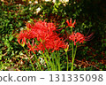 Spider lilies blooming near Saginomiya Station in late September 2025 (6) 131335098
