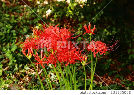 2025年9月下旬鷺宮站附近盛開的蜘蛛百合（6） 131335098