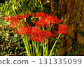 Spider lilies blooming near Saginomiya Station in late September 2025 (7) 131335099