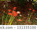 Spider lilies blooming near Saginomiya Station in late September 2025 (8) 131335100