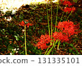 Spider lilies blooming near Saginomiya Station in late September 2025 (9) 131335101
