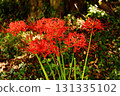 A spider lily (10) blooming near Saginomiya Station in late September 2025 131335102