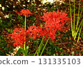 A spider lily blooming near Saginomiya Station in late September 2025 (11) 131335103