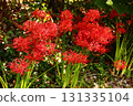 A spider lily (12) blooming near Saginomiya Station in late September 2025 131335104