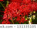 A spider lily (13) blooming near Saginomiya Station in late September 2025 131335105