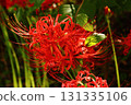 A spider lily (14) blooming near Saginomiya Station in late September 2025 131335106