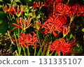 A spider lily (15) blooming near Saginomiya Station in late September 2025 131335107