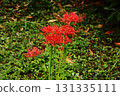 A spider lily (19) blooming near Saginomiya Station in late September 2025 131335111