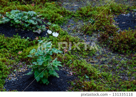 生長在苔蘚上的秋菊 131335118