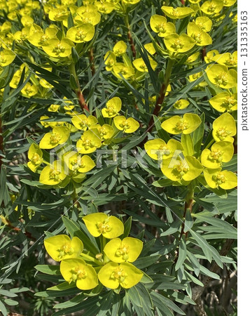 Bright yellow euphorbia flowers and green leaves in sunlight create natural vibrant background Bright yellow euphorbia flowers and green leaves in sunlight create natural vibrant background 131335163