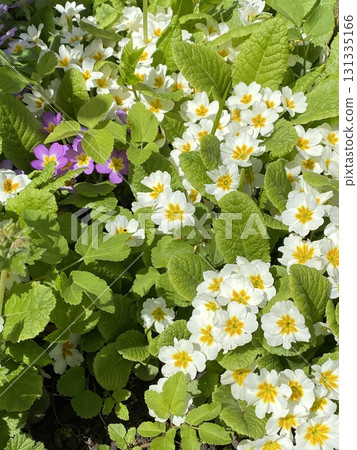 White primroses and green foliage in bright sunlight, suitable for a spring background 131335166