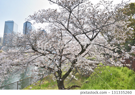 Cherry blossoms at Osaka Castle Cherry blossoms at Osaka Castle 131335260