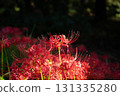 Close-up of cluster amaryllis 131335280