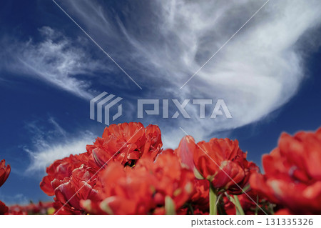Blooming Tulips . This vibrant spring scene captures the beauty of the Dutch tulip season, symbolizing the Nethelands floral heritage and natural charm Blooming Tulips . This vibrant spring scene captures the beauty of the Dutch tulip season, symbolizing the Nethelands floral heritage and natural charm 131335326