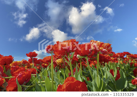 Blooming Tulips . This vibrant spring scene captures the beauty of the Dutch tulip season, symbolizing the Nethelands floral heritage and natural charm 131335329