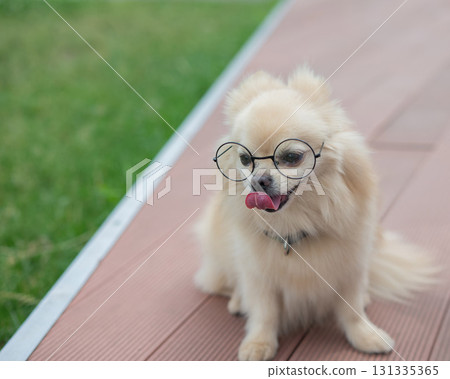 Cute Pomeranian with glasses on a walk. Cute Pomeranian with glasses on a walk. 131335365