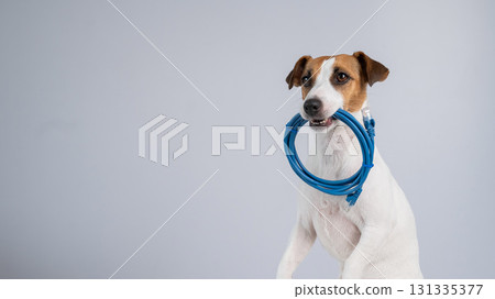 Jack Russell Terrier Dog Holds Internet Cable in Mouth.  131335377