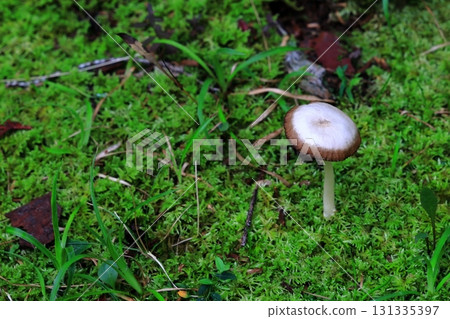 Mushrooms growing in a moss garden 131335397