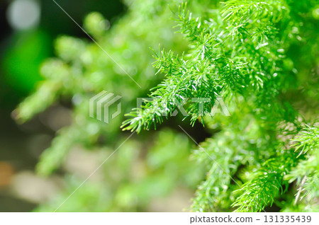 Asparagus densiflorus , ASPARAGACEAE or  Asparagus densiflorus Kunth Jessop or  Asparagus fern or fern 131335439