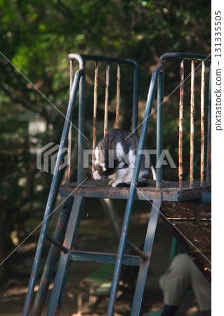 神戶市長田區高取山的風景 神戶市長田區高取山的風景 131335505