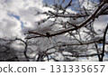  有霧的冰 131335657