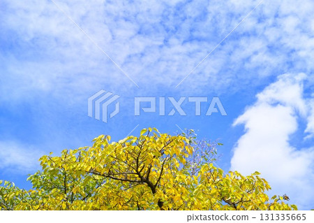 藍色的天空和雲圖像 藍色的天空和雲圖像 131335665