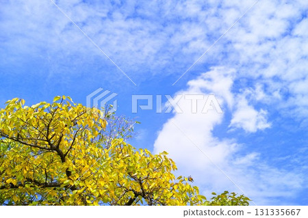 藍色的天空和雲圖像 藍色的天空和雲圖像 131335667