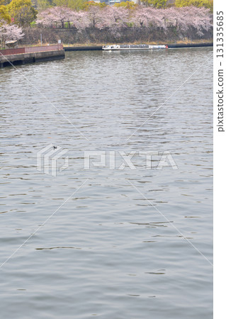 在大阪城的櫻花 在大阪城的櫻花 131335685