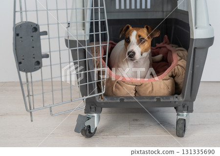 Jack Russell Terrier Dog in Pet Travel Box.  131335690