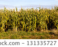Closeup View of a Section of a Corn Field on an Autumn Morning 131335727