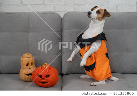 Jack Russell Terrier dog in pumpkin costume next to jack o lantern on sofa.  131335900