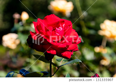 明亮的紅色玫瑰花 明亮的紅色玫瑰花 131335907
