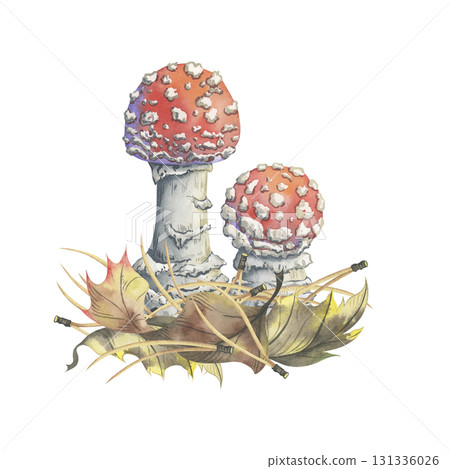 Young agarics in autumn dry leaves. Hand-painted watercolor composition. Picturesque illustration of two small amanita mushrooms, nestled in colorful foliage and pine needles Young agarics in autumn dry leaves. Hand-painted watercolor composition. Picturesque illustration of two small amanita mushrooms, nestled in colorful foliage and pine needles 131336026