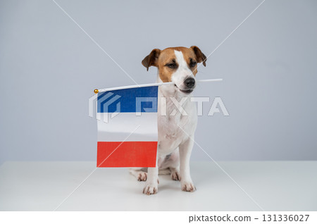 Jack Russell Terrier dog holding a French flag on a white background. Jack Russell Terrier dog holding a French flag on a white background. 131336027