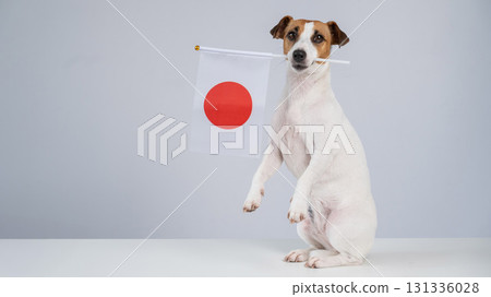 Jack Russell Terrier dog holding a Japanese flag on a white background. Jack Russell Terrier dog holding a Japanese flag on a white background. 131336028