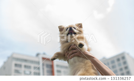 Cute Pomeranian on a walk. Cute Pomeranian on a walk. 131336257