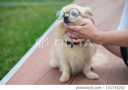 Cute Pomeranian with glasses on a walk. 131336262