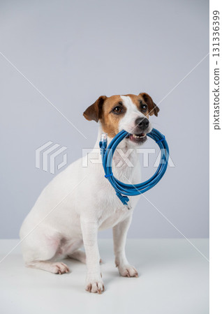 Jack Russell Terrier Dog Holds Internet Cable in Mouth.  131336399
