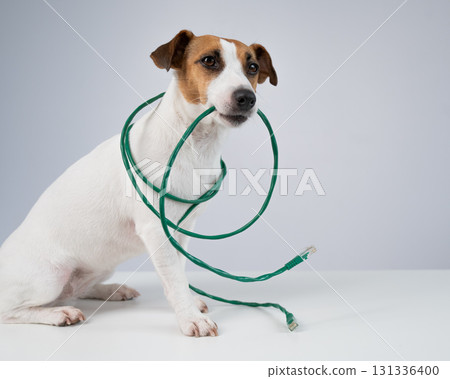 Jack Russell Terrier Dog Chewing Internet Wire.  131336400