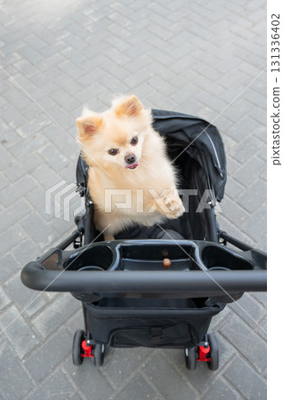 Cute spitz dog in pet stroller outdoors.  Cute spitz dog in pet stroller outdoors.  131336402